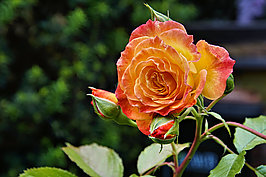 Bernhard Saalfeld - Gartenrose 2024 (6v9)